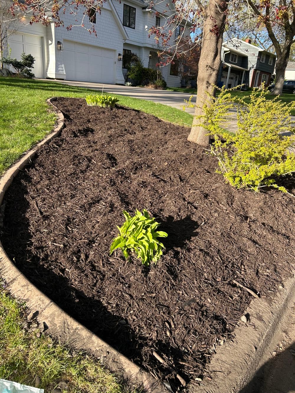 Gallery photos for Fresh Mulch Installation and Spring Bed Cleanup in Minneapolis: Image #14