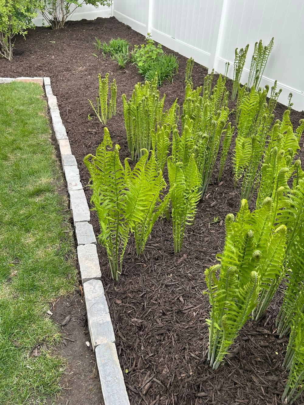 Gallery photos for Full-Property Mulching and Bed Edging Done Right in Minneapolis: Image #11